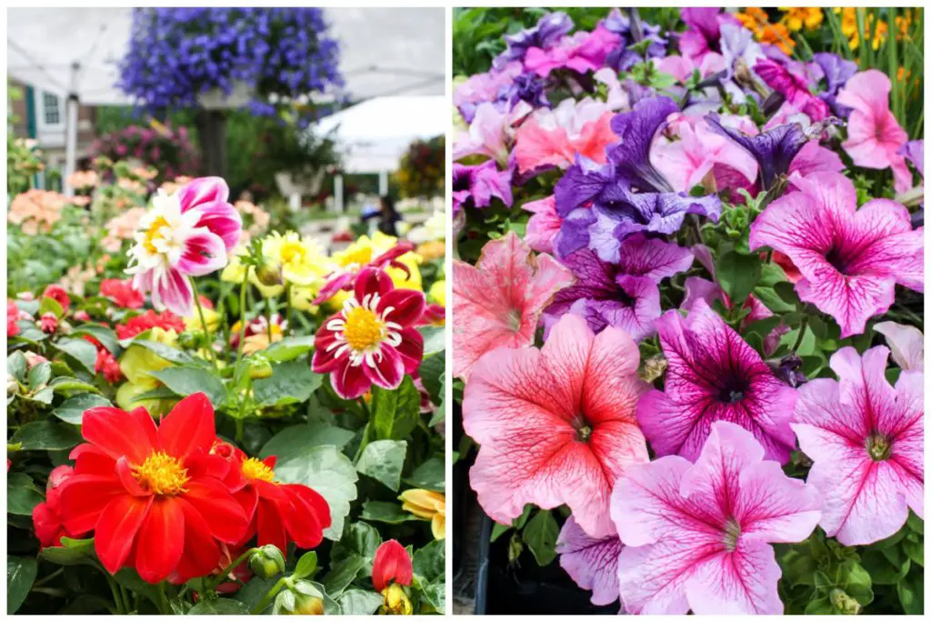 Flowers for sale at the Dane County Farmers' Market in Madison, Wisconsin (Erin Klema/The Epicurean Traveler)