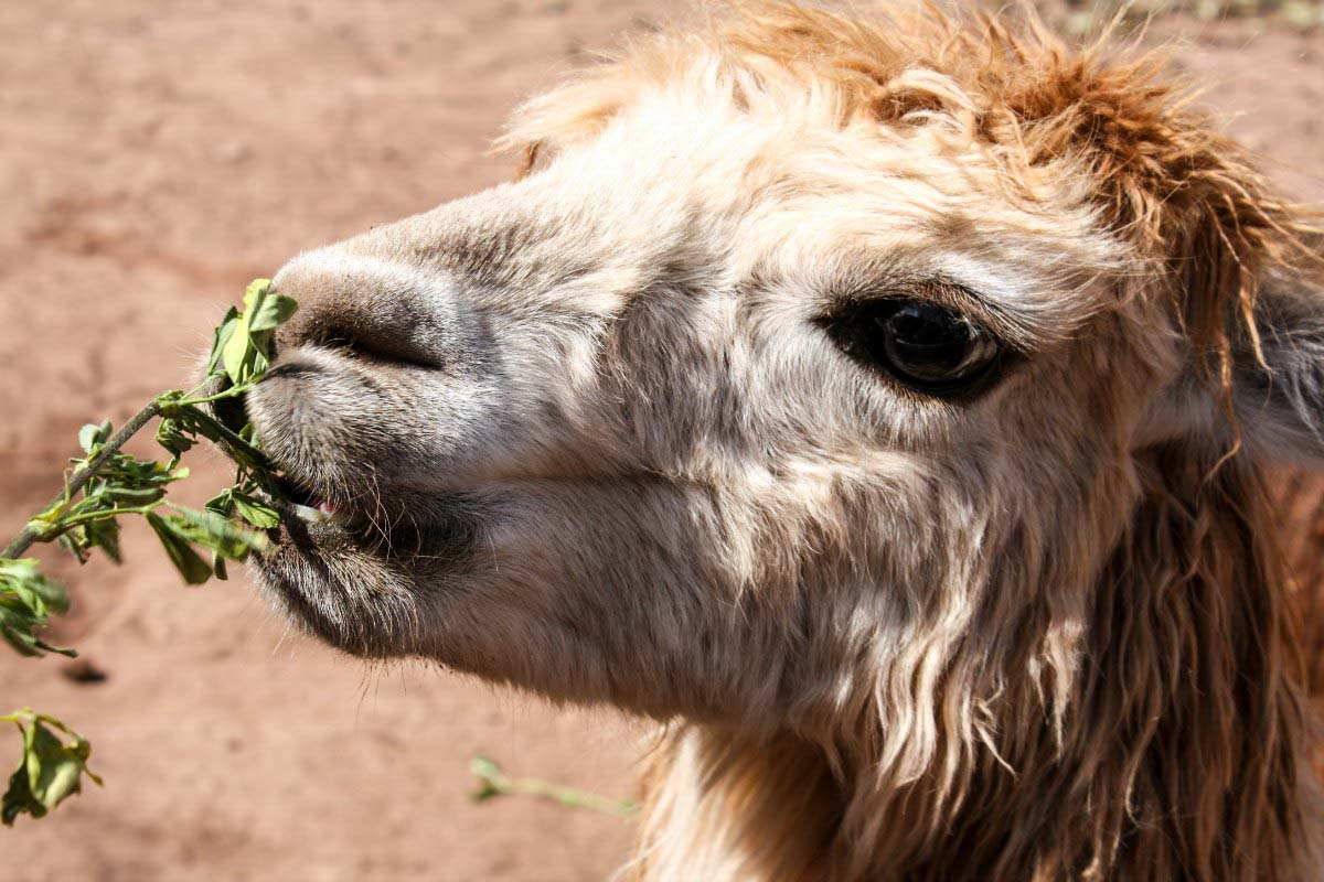 llama feeding in peru 