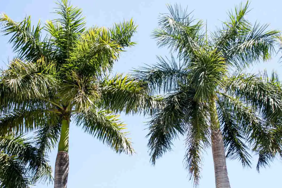 Palm trees at Bellasera Resort pool in Naples, Florida