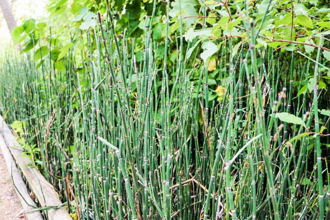 Bamboo in Japanese Garden of Rotary Botanical Gardens in Janesville, Wisconsin, USA