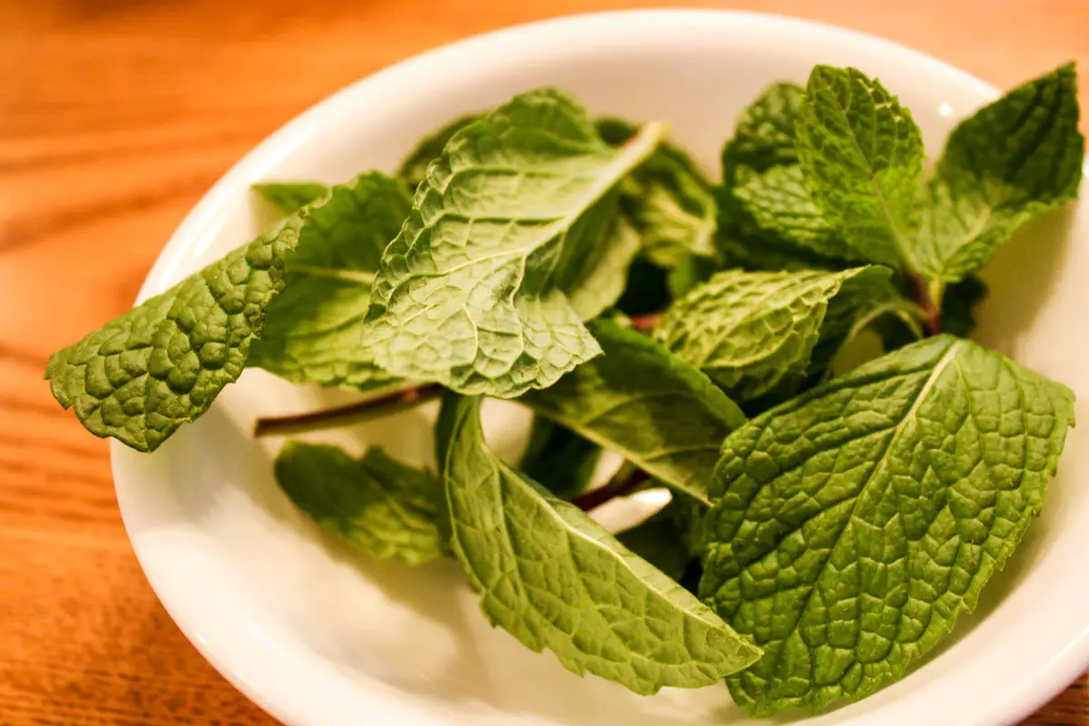 White bowl filled with sprigs of mint leaves