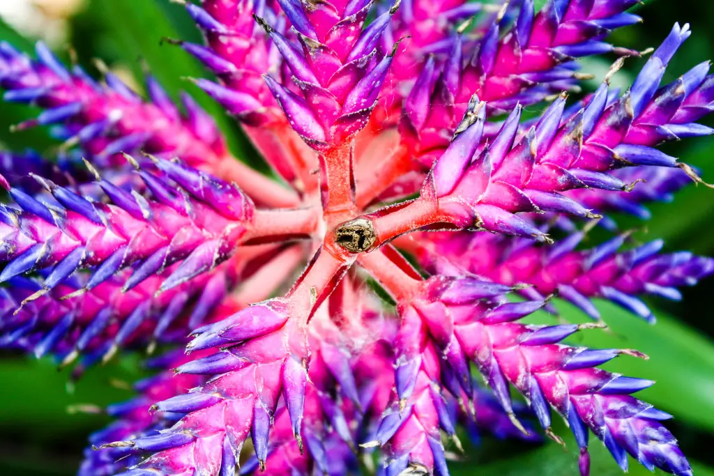 Naples Botanical Garden (© Erin Klema)