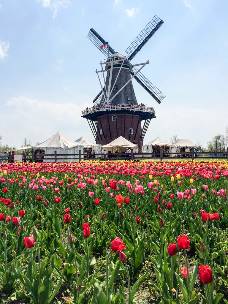 Windmill Island Gardens during Tulip Time Festival (Erin Klema/The Epicurean Traveler)