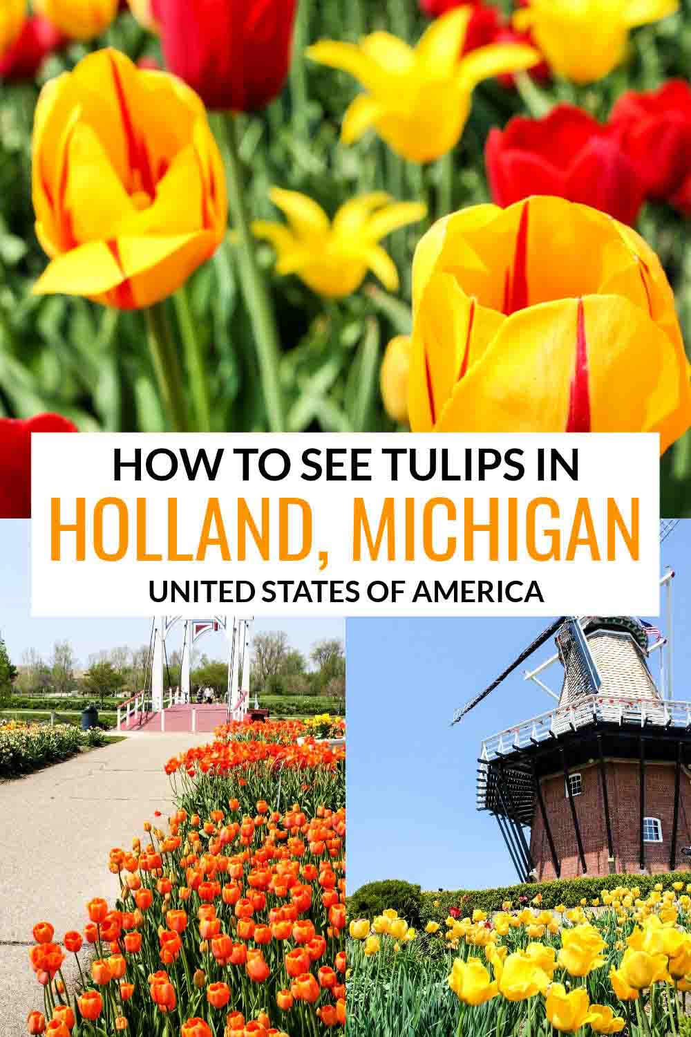 How to See Tulips in Holland, Michigan