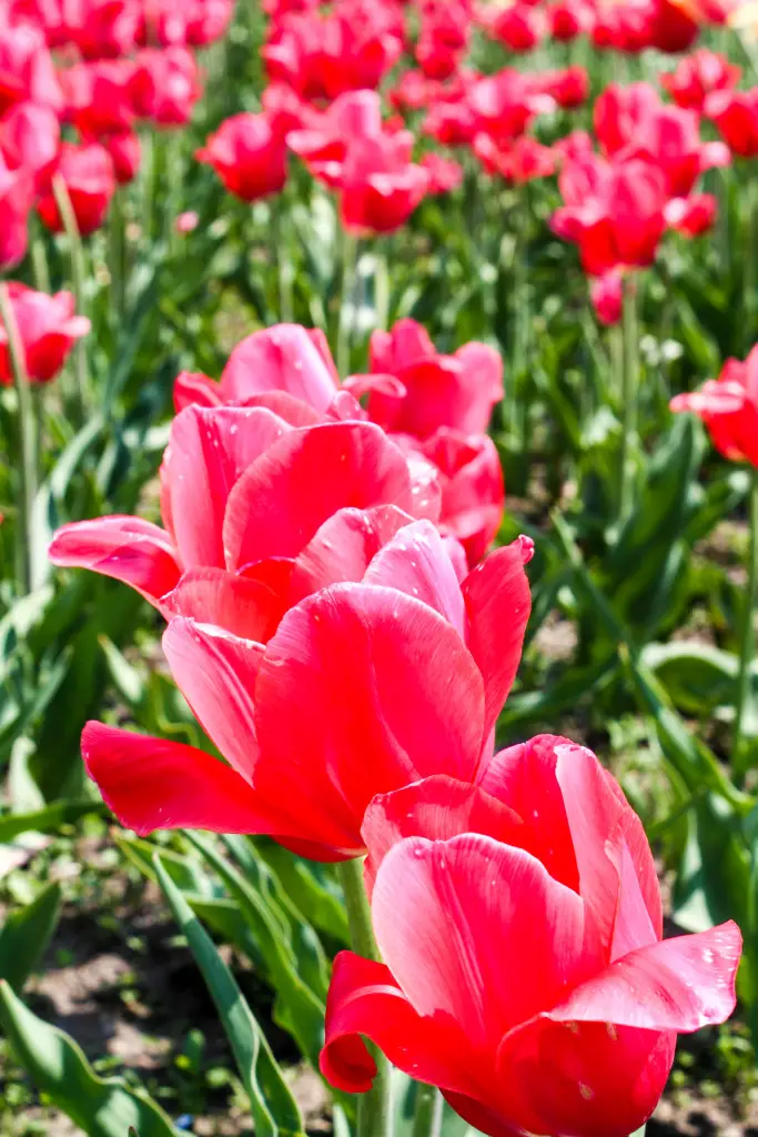 The tulips were so vibrant in the afternoon sun. (Erin Klema/The Epicurean Traveler)