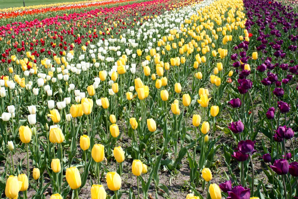 A tulip bed at Windmill Island Gardens in Holland, Mich., has rows of colorful flowers during the Tulip Time Festival. (Erin Klema/The Epicurean Traveler)