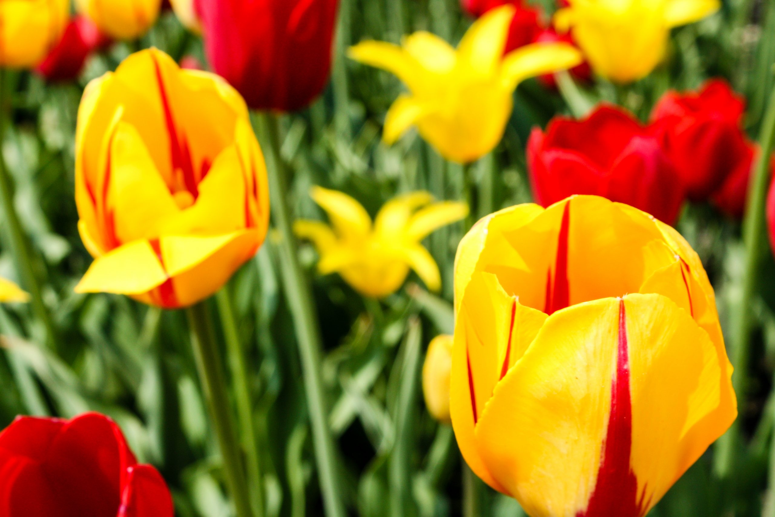 Tulip Time Festival Guide How to See Tulips in Holland, Michigan