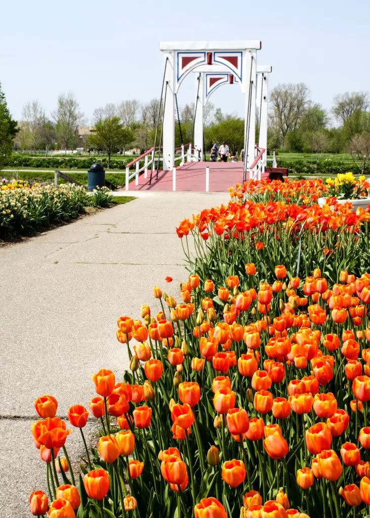 Orange tulips line the pathway to the bridge at Windmill Island Gardens. | The Epicurean Traveler