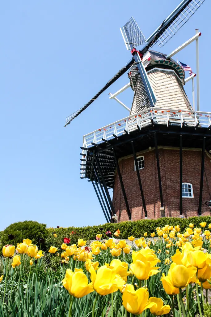 De Zwaan at Windmill Island Gardens in Holland, Mich. (Erin Klema/The Epicurean Traveler)