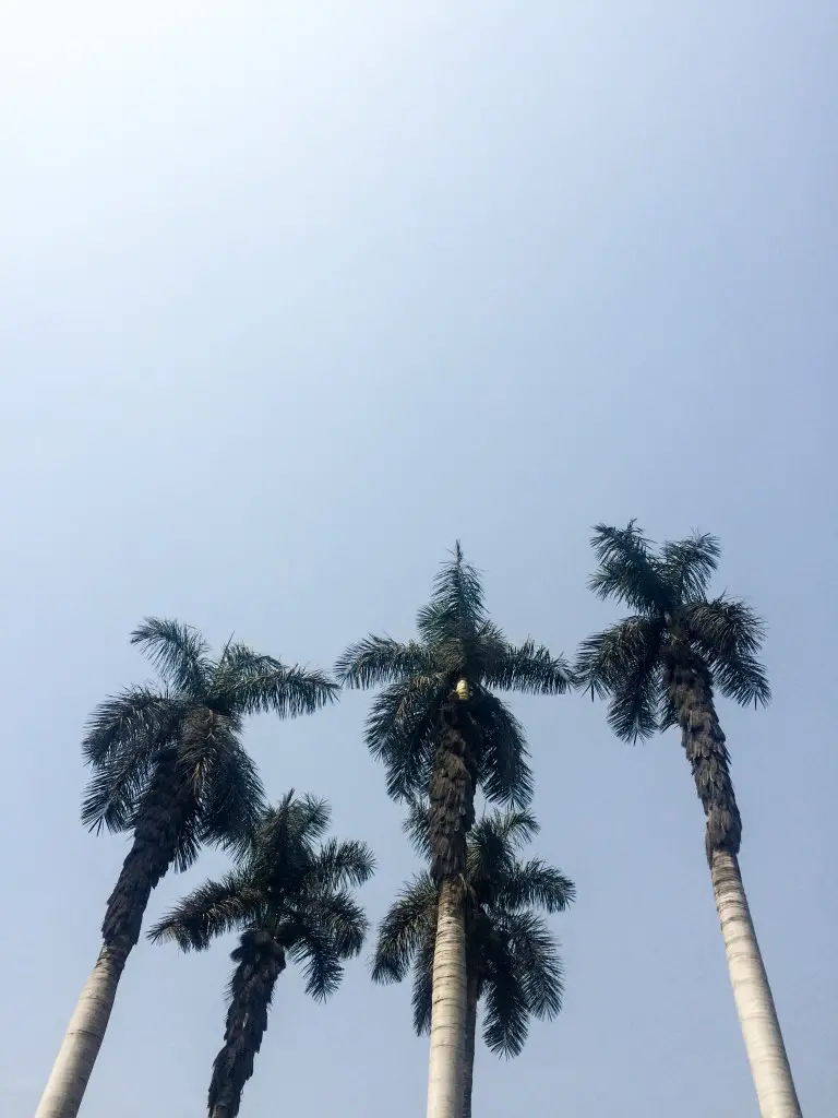 Palm trees and clear blue sky in Chosica, Peru | The Epicurean Traveler