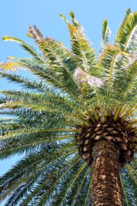 Palm tree at the Mirage Las Vegas | EpicureanTravelerBlog.com