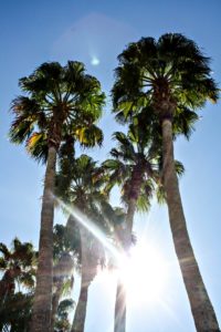 Palm trees at the Mirage Las Vegas | EpicureanTravelerBlog.com