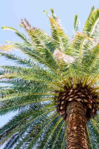 Palm tree in Las Vegas, Nevada, USA