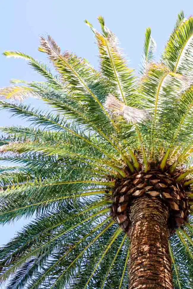 Palm tree in Las Vegas, Nevada, USA