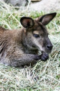 Visit John Ball Zoo in Grand Rapids, Michigan, to see this adorable wallaby. Get your travel tips today at EpicureanTravelerBlog.com!