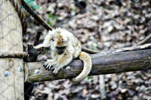 Head to John Ball Zoo to see this adorable howler monkey! See more cute zoo animals at EpicureanTravelerBlog.com!