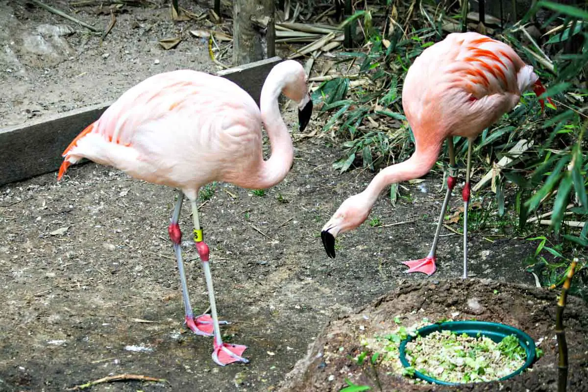 Pink flamingos feed at John Ball Zoo in Grand Rapids. See more adorable animals at EpicureanTravelerBlog.com!