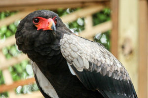 See this regal Bateleur Eagle during the new bird show at John Ball Zoo in Grand Rapids, Michigan. Get your travel tips today at EpicureanTravelerBlog.com!