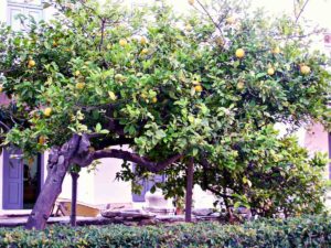 Lemon tree on Paros in Greece