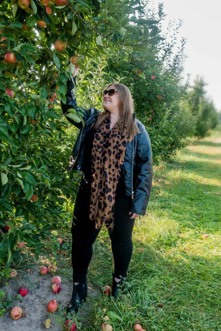 Picking apples at a U-pick orchard is always a fun fall activity!