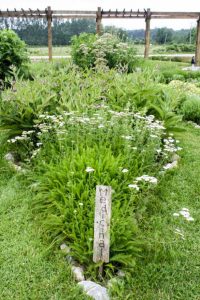 Medicinal herb garden