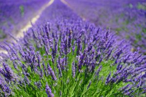 Where to see lavender fields in Michigan
