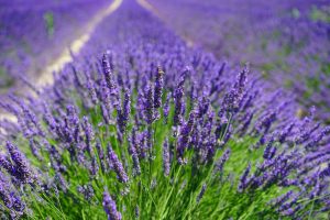 Where to see lavender fields in Michigan