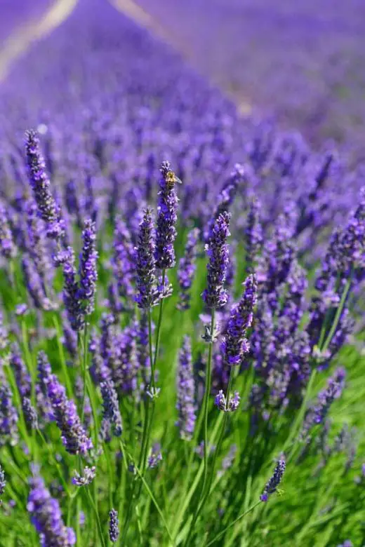 Where to see lavender fields in Michigan
