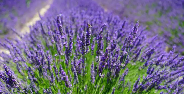 Where to see lavender fields in Michigan