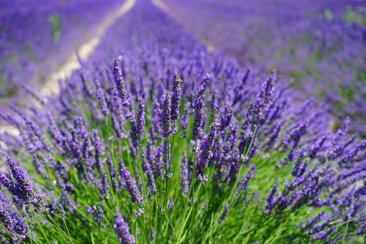 Eight Beautiful Lavender Farms To Visit In Michigan,Electric Charging Station In Delhi