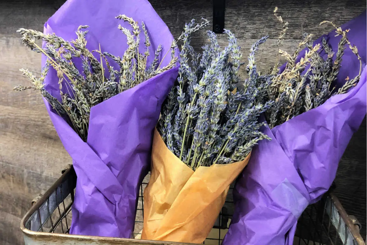 Three bouquets of dried lavender
