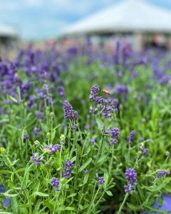 Bee buzzes around potted lavender plants at Blake's Lavender Festival in Armada, Michigan
