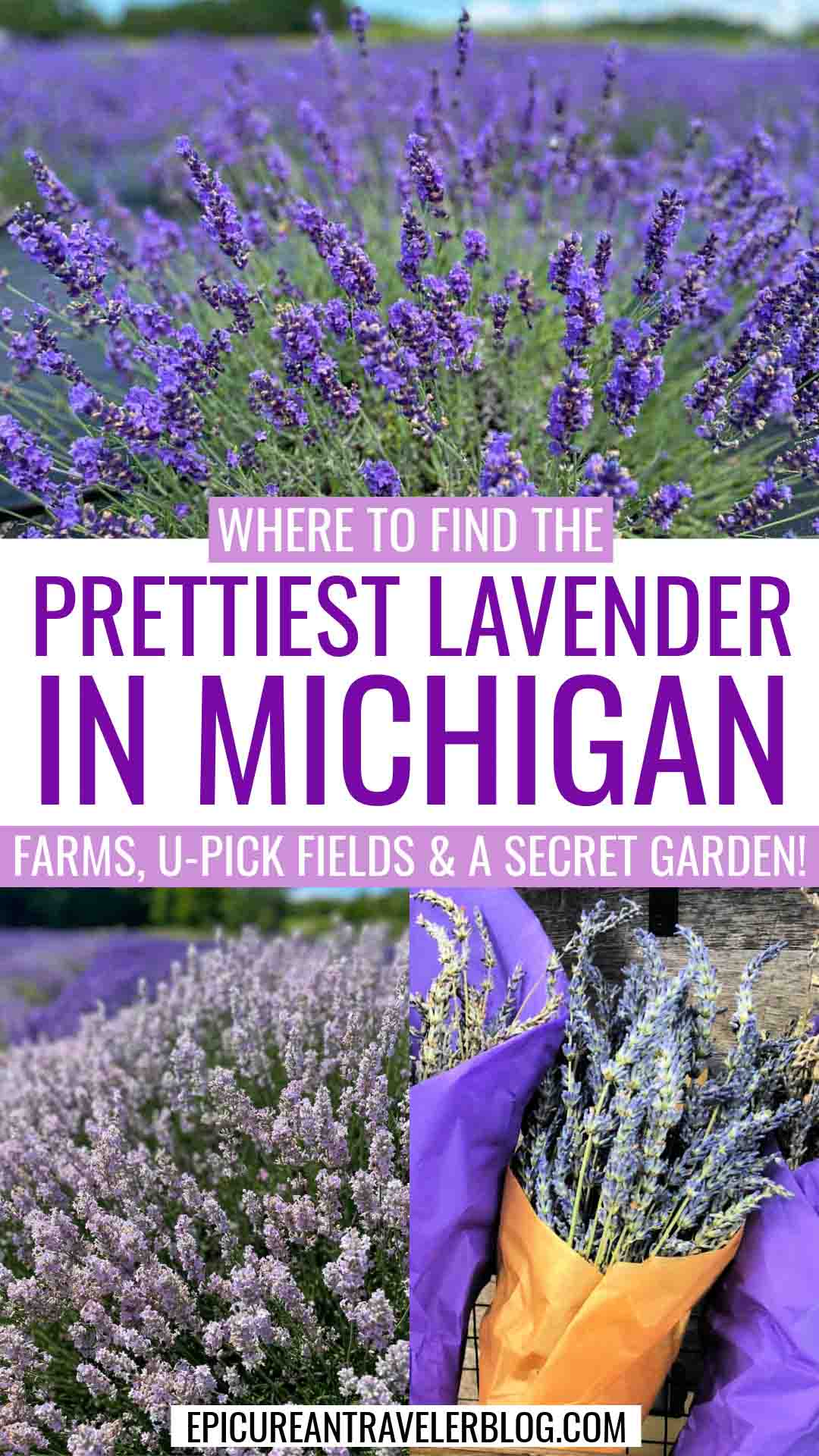 Where to find the prettiest lavender in Michigan at farms, u-pick fields, and a secret garden with images of lavender plants and bouquets of dried lavender
