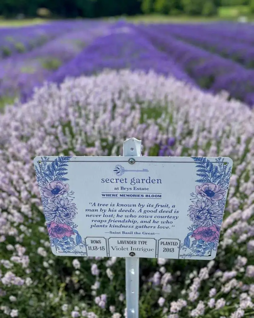 Lavender growing in rows in the Secret Garden at Brys Estate on Old Mission Peninsula in Traverse City, Michigan