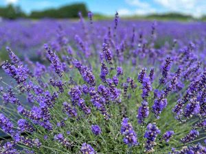 Lavender in the Secret Garden at Brys Estate on the Old Mission Peninsula of Traverse City, Michigan