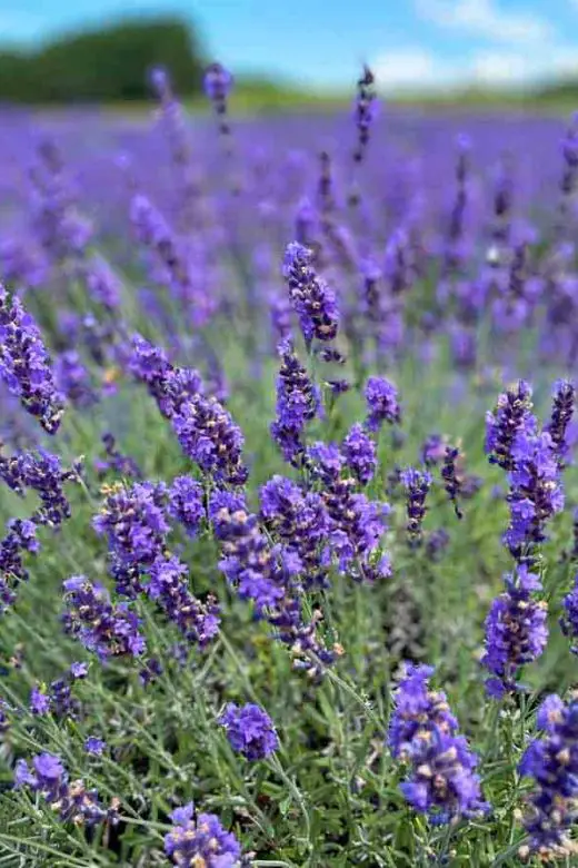 Lavender in the Secret Garden at Brys Estate on the Old Mission Peninsula of Traverse City, Michigan