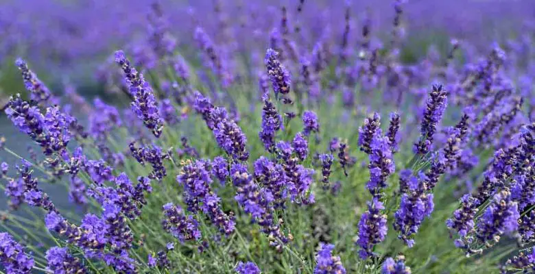 Lavender in the Secret Garden at Brys Estate on the Old Mission Peninsula of Traverse City, Michigan