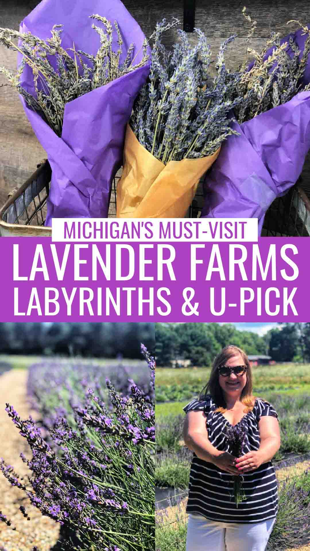 Michigan lavender farms collage featuring three bouquets of dried lavender in metal-wire basket, a woman in white shorts and navy-with-white-stripes shirt holding lavender bouquet while standing in lavender farm field, and close up of lavender growing in a lavender field