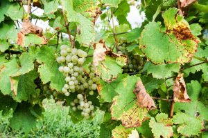 Exploring Finger Lakes Wine Country: Keuka Lake Vineyards