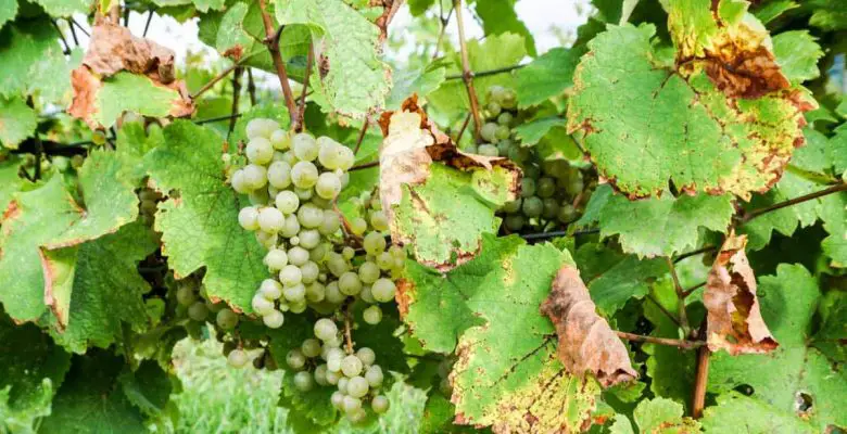 Exploring Finger Lakes Wine Country: Keuka Lake Vineyards