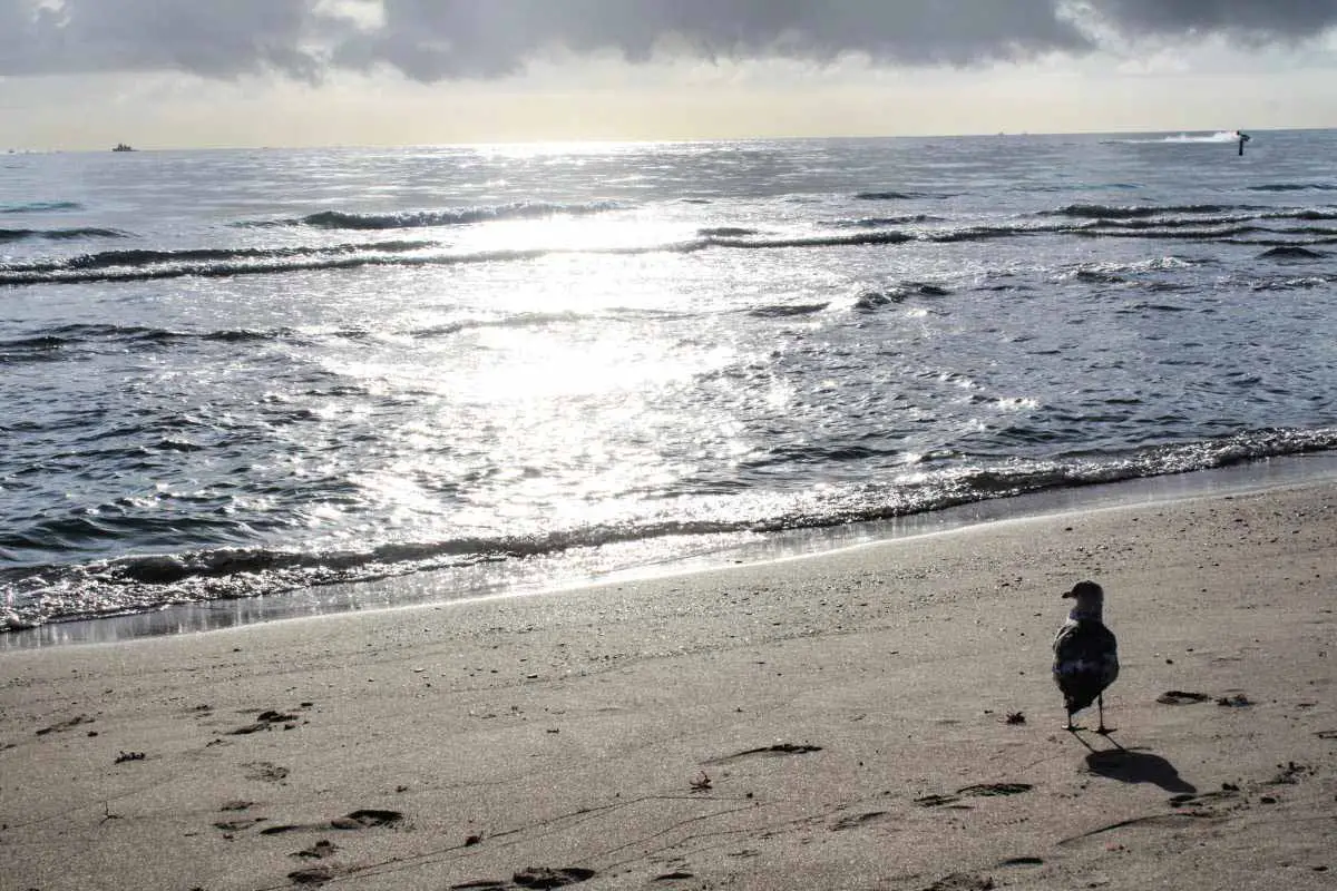 Seagull on beach in Surfside, Florida