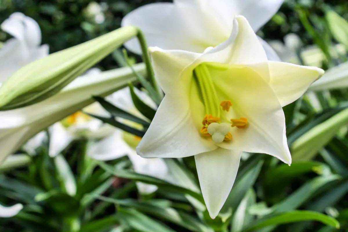 Anna Scripps Whitcomb Conservatory at Belle Isle in Detroit, Michigan, USA