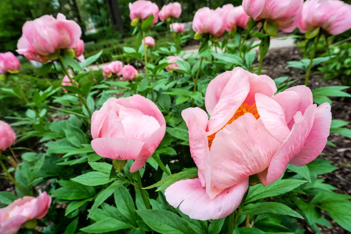 Pink peonies at Nichols Arboretum in Ann Arbor, Michigan