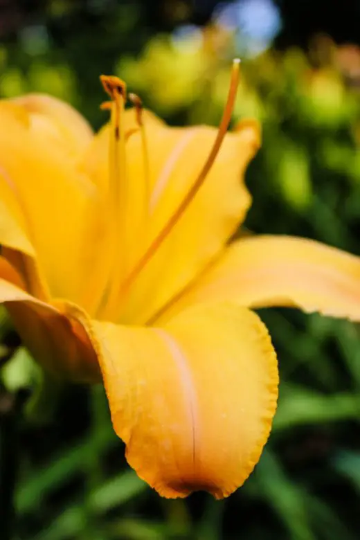 Daylily at W. J. Beal Botanical Garden at Michigan State University in East Lansing, Michigan