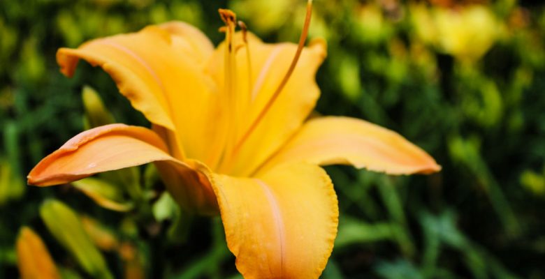 Daylily at W. J. Beal Botanical Garden at Michigan State University in East Lansing, Michigan