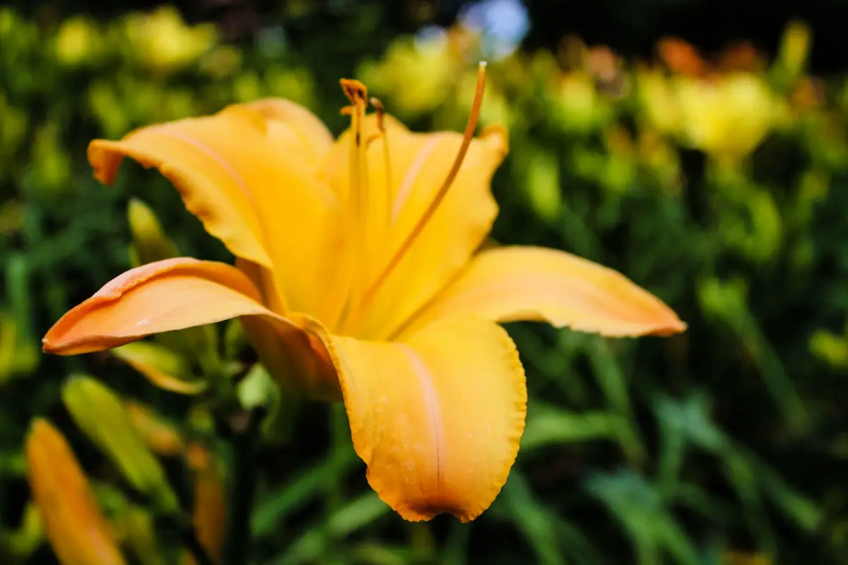 Daylily at W. J. Beal Botanical Garden at Michigan State University in East Lansing, Michigan