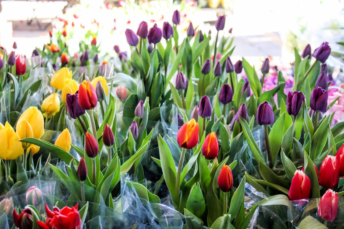 Tulips for sale at Eastern Market in Detroit, Michigan