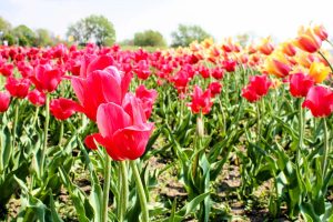 Tulips in bloom at Windmill Island Garden in Holland, Michigan