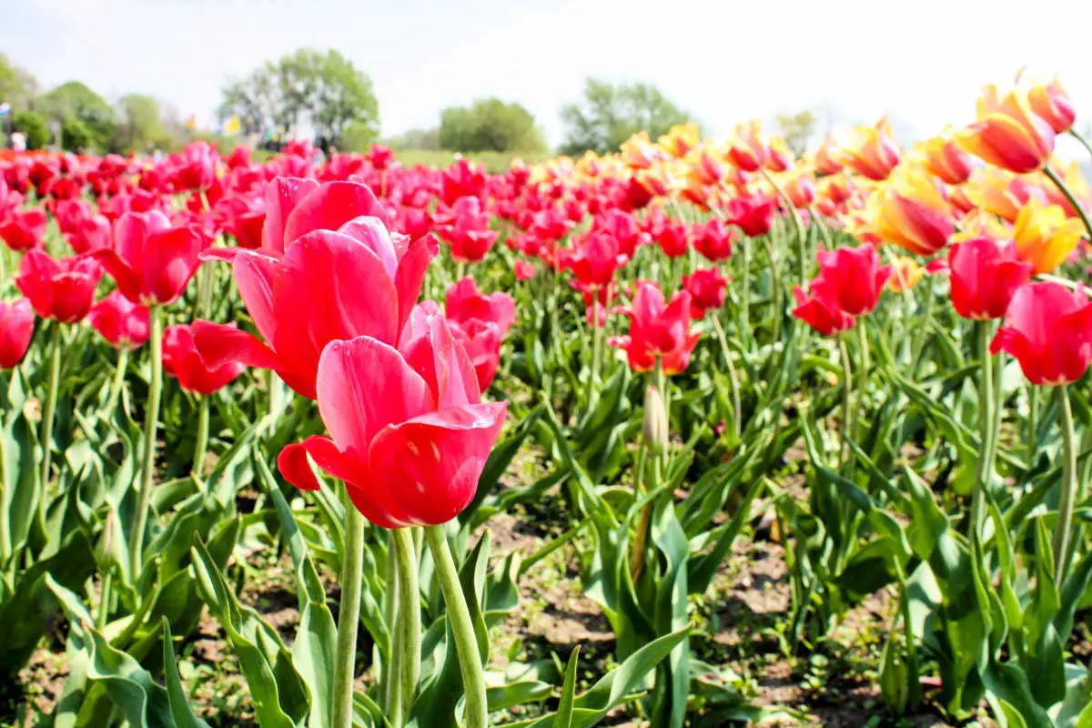 Tulips in bloom at Windmill Island Garden in Holland, Michigan