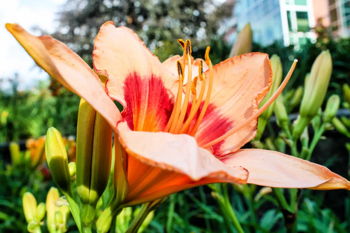 Daylily at W. J. Beal Botanical Garden at Michigan State University in East Lansing, Michigan